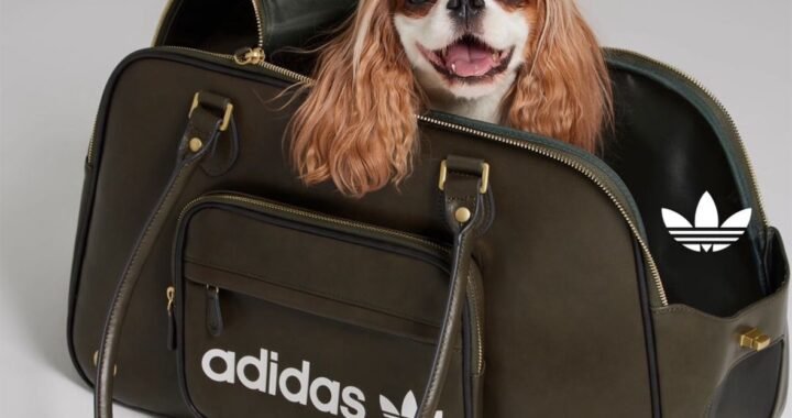 Adidas lança coleção para pets